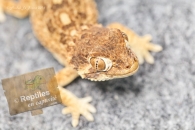 Gecko casqué