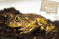 Crapaud à pied de bèche