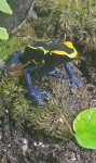 Dendrobates tinctorius ''Cobalt''