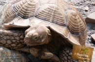 Tortue sillonnée (sulcata)