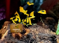 Dendrobate jaune et noir