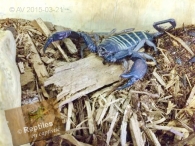 Scorpion plat des roches