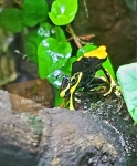 Dendrobates "alanis"