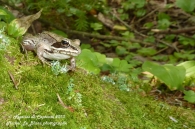 Grenouille des bois