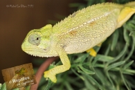 Caméléon rugueux des montagnes