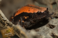 Grenouille marcheuse rouge/noir