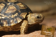 Tortue léopard