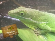 Anolis haïtien à lèvres blanche