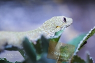 Gecko caméléon