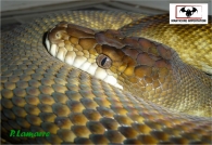 Python des Moluques