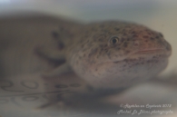 Axolotl