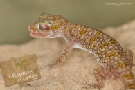 Gecko nain des sables