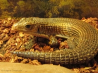 Lézard plaqué du Soudan