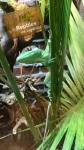 Anolis cubain (Chevalier)