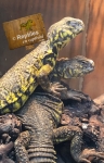 Uromastyx jaune du niger